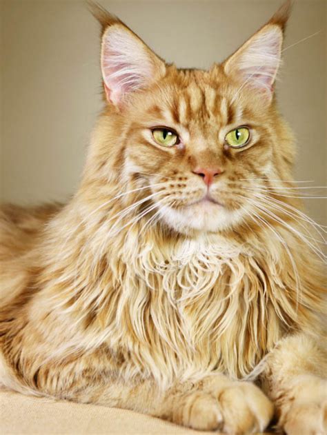 Everything You Need To Know About Orange Maine Coon Cats Story The Discerning Cat