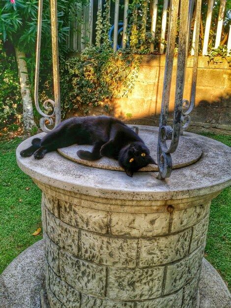 Premium Photo Cat Relaxing On Built Structure In Park