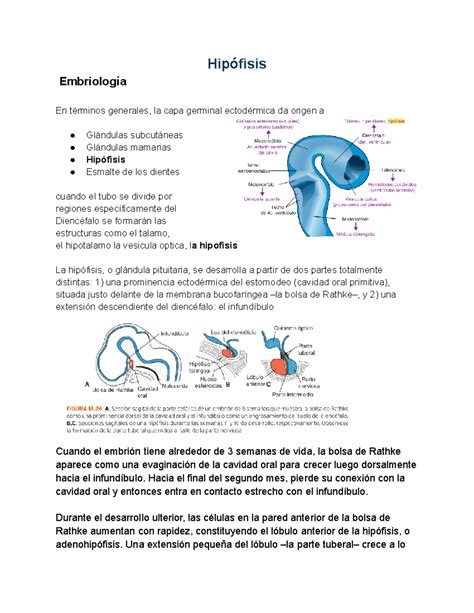 Hipofisis docx informe de la hipofisis Hipófisis Embriología En