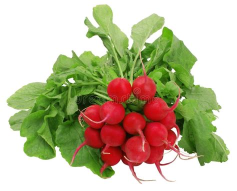 Ravanelli fotografia stock. Immagine di verdura, vitamina - 12132030
