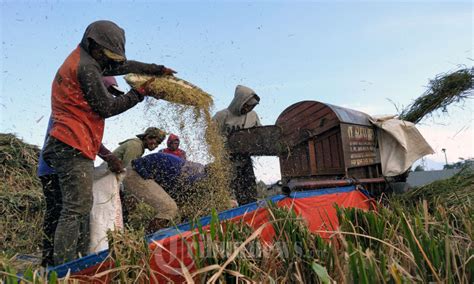 Petani Padi Melakukan Perontokan Gabah Melalui Proses Mekamis Foto 6