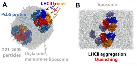 Let There Be Light The Case Of The Major Light Harvesting Complex Ii