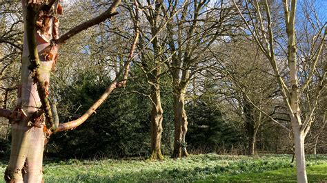 Severe pollen season causing hay fever symptoms for allergy sufferers