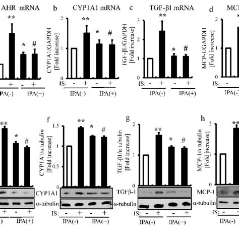 Immunostaining Of Ahr Cyp A Tgf And Mcp In Rat Kidney