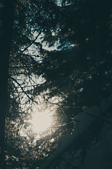 Sunlight Through Snow Covered Branches Free Photo Rawpixel