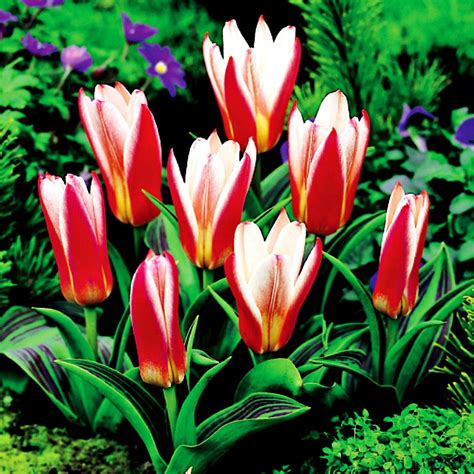 Tulipan Niski Kaufmanna Heart S Delight Szt Tulipany Cebulki