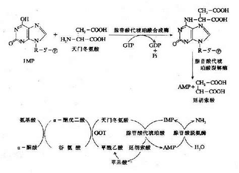 氨基酸的一般代谢《生物化学与分子生物学》在线阅读【中医宝典】