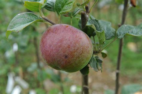 Howgate Wonder Apple Tree Malus Domestica