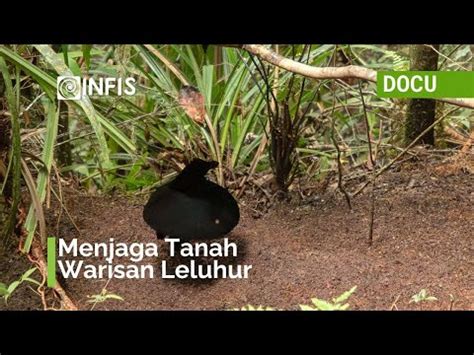 Menjaga Tanah Warisan Leluhur Mahkota Permata Tanah Papua Papua