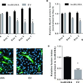 Enforced Lncmuma Expression Could Counteract The Decreases In Myod