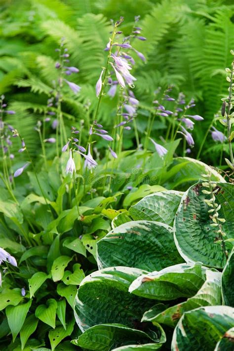 Hosta Plants with Purple Flowers. Shade Tolerant Plants in a Garden in ...
