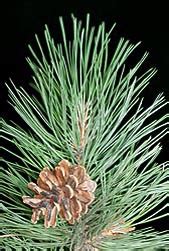 Pinus Nigra Monaco Nature Encyclopedia