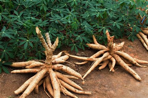 Foto Panduan Pemberian Pupuk Untuk Tanaman Singkong Agar Panen Melimpah