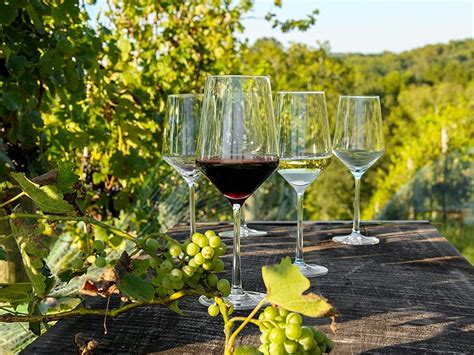 The 7 Best Wine Glasses In 2023 According To Experts