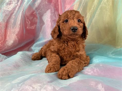 Breeders in Iowa|Mini Goldendoodle Puppies|Dark Reds|Professional Breeder