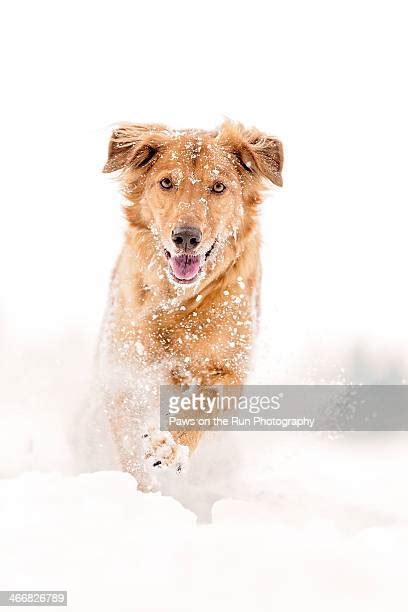 Dog Face In Snow Photos Et Images De Collection Getty Images