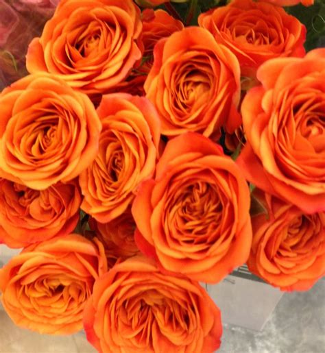 Orange roses! | Orange roses, Orange flowers, Rose