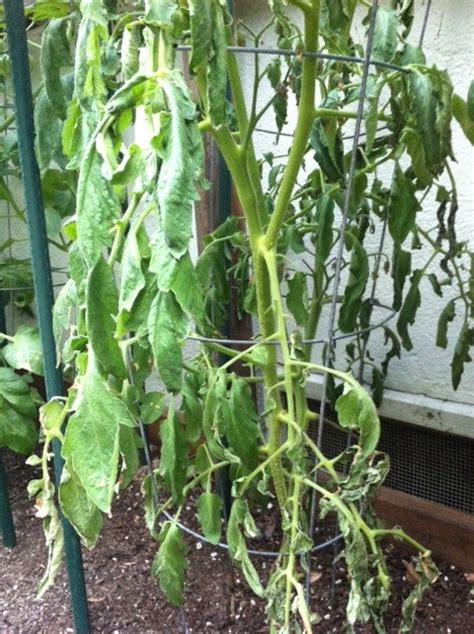 Top Tips To Help You Care For Your Tomato