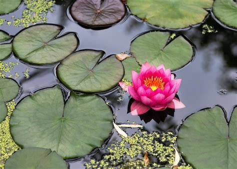 Premium Photo Beautiful Pink Waterlily Or Lotus Flower With Green