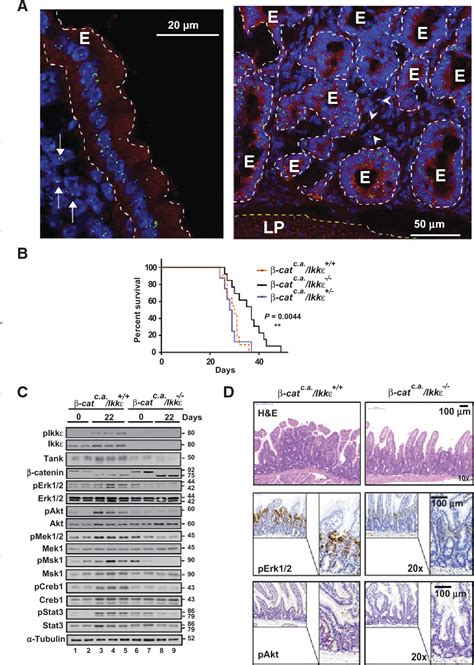 Figure 1 from The Prosurvival IKK-Related Kinase IKKε Integrates LPS ...