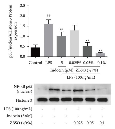 Zbso Inhibition Of Lps Induced P Nuclear Translocation A Typical