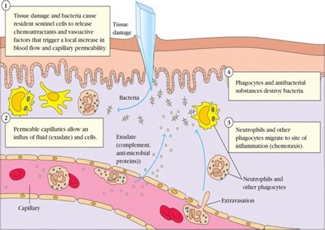 purnawinadisharing mekanisme inflamasi
