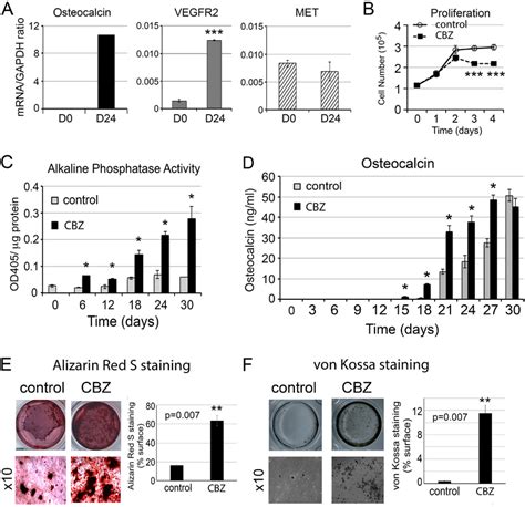 Effect Of Cabozantinib On Osteoblast Proliferation And Differentiation