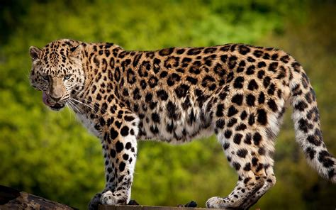 Beautiful side view of a leopard. | Animal wallpaper, Animals, Jaguar ...