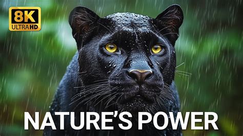 Wildlife’s Untold Secrets | 4K HDR Dolby Vision - YouTube 