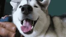 Husky Birthday GIFs | Tenor