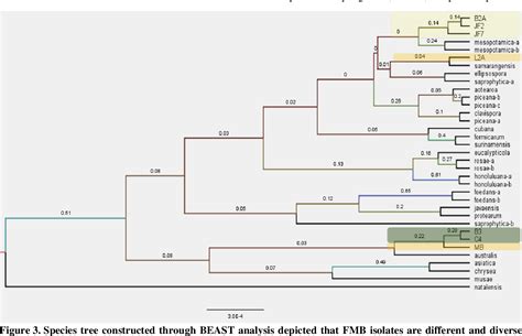 Figure From Genealogical Concordance Of Phylogenetic Species