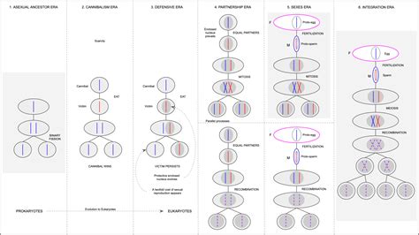 Evolution Of Sexual Reproduction Etherplan