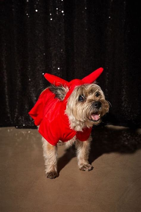 Devil Dog Halloween Costume | Halloween Costumes at Urban Outfitters ...