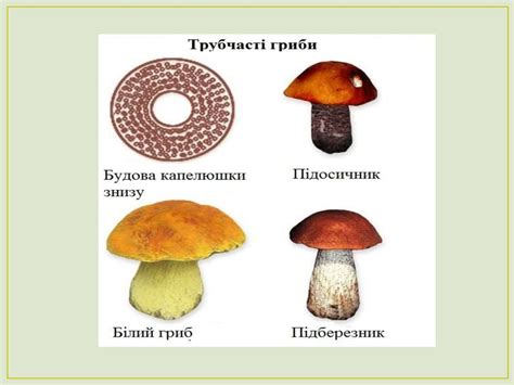 Особливості будови грибів. Лабораторне дослідження №14 - презентация онлайн