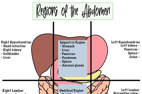 Regions Of The Abdomen Cheat Sheet Etsy