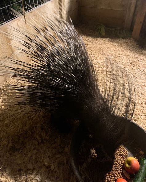 African Crested Porcupine Quills - Etsy