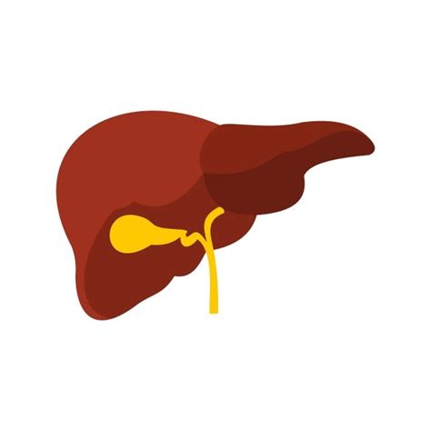 Liver Icon Flat Style Vector And Png