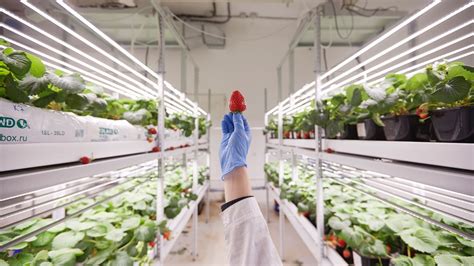 Ifarm Raises 4m For Its Automated Vertical Farming System