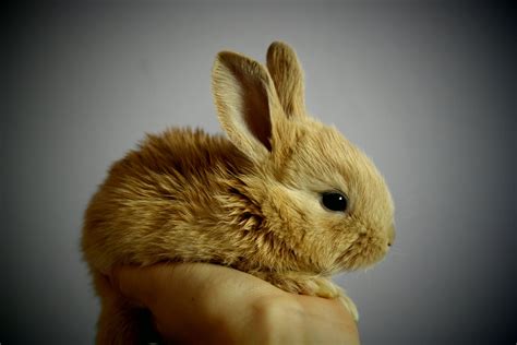 The Sad Reality of an “Easter “ Bunny — AVIAN & EXOTIC ANIMAL CLINIC