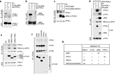 Figure S6 The Binding Domain On P85b For Ptpl1 And Fbxl2 Overlap A Download Scientific