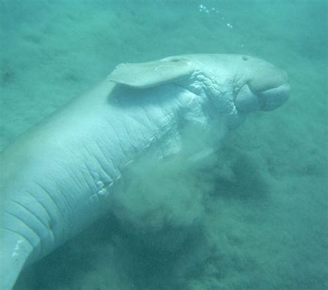 Facts About Dugongs Fact File