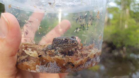 Gopher Frog: Gimme Shelter – Georgia Wildlife Blog