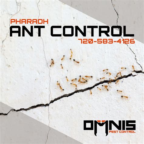 Pharaoh Ant Control Omnis Pest Control