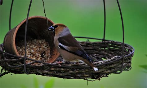 Kernbeisser Vogel Singvogel Kostenloses Foto Auf Pixabay