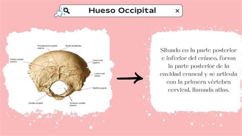 Osteologia Y Huesos De La Cabeza Anatomia Humana Ppt