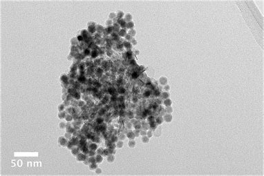 Supported Heterogeneous Catalysts What Controls Cobalt Nanoparticle