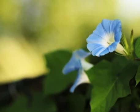 petunia hybrida transformation lifeasible