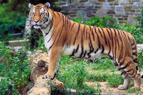 Animales Tigre De Bengala