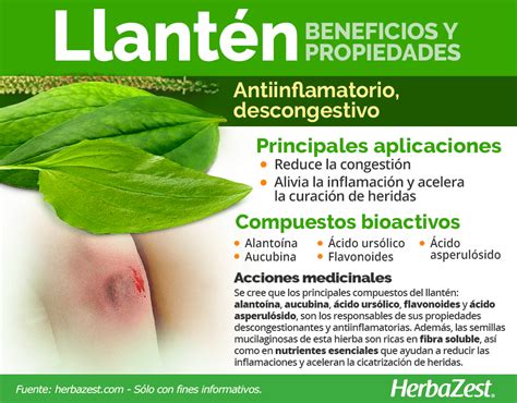 Propiedades del llantén en la relajación corporal Goza de Salud Natural