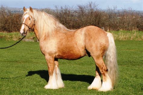 Irish Cob Studbook Horse Sport Ireland